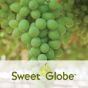 SweetGlobe