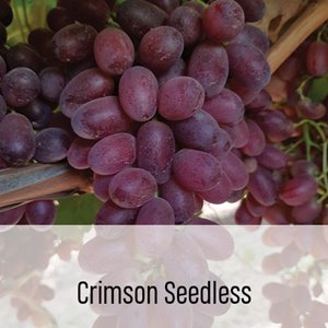 CrimsonSeedless