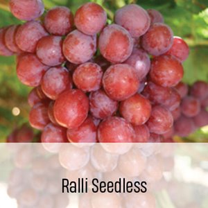 RalliSeedless