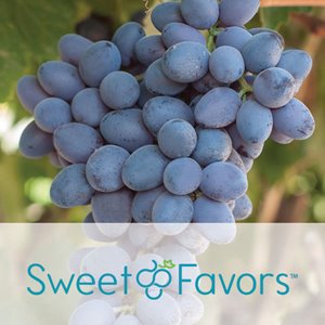 SweetFavors