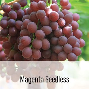 MagentaSeedless