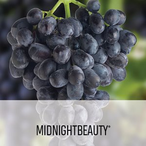 MIDNIGHTBEAUTY