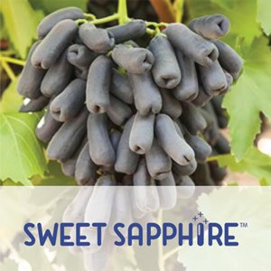 SweetSapphire